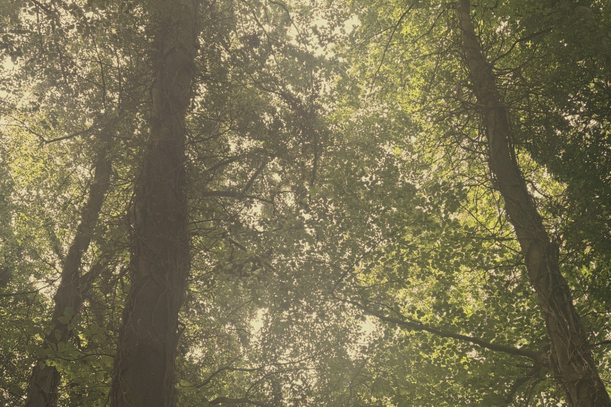 Sunlight through a quiet forest canopy