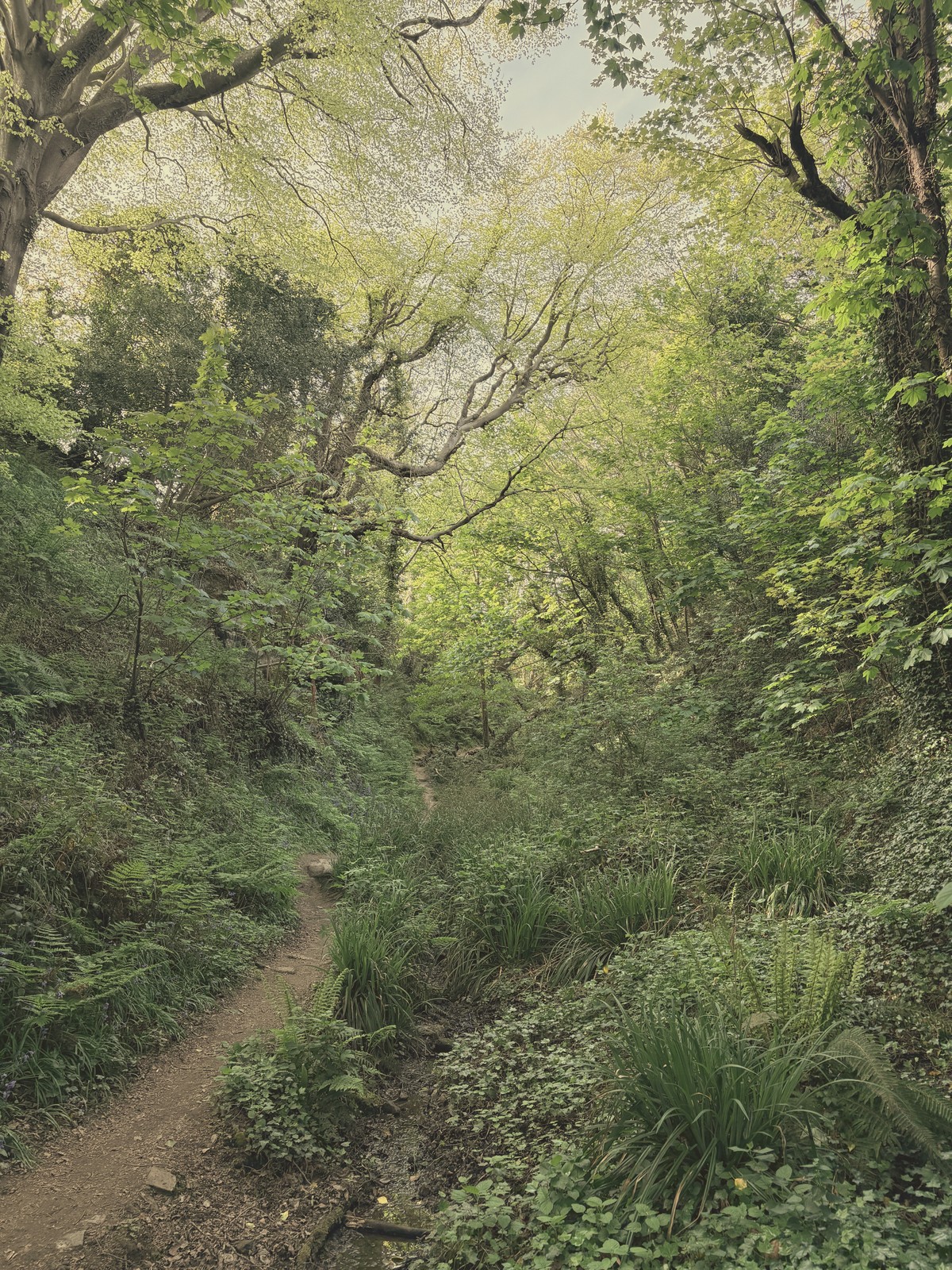 A sunlit woodland path winding through the trees